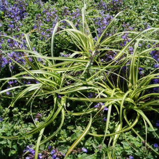 plantes-vivaces-carex-oshimensis-ice-cream-laiche-en-vente-pepiniere-lepage-