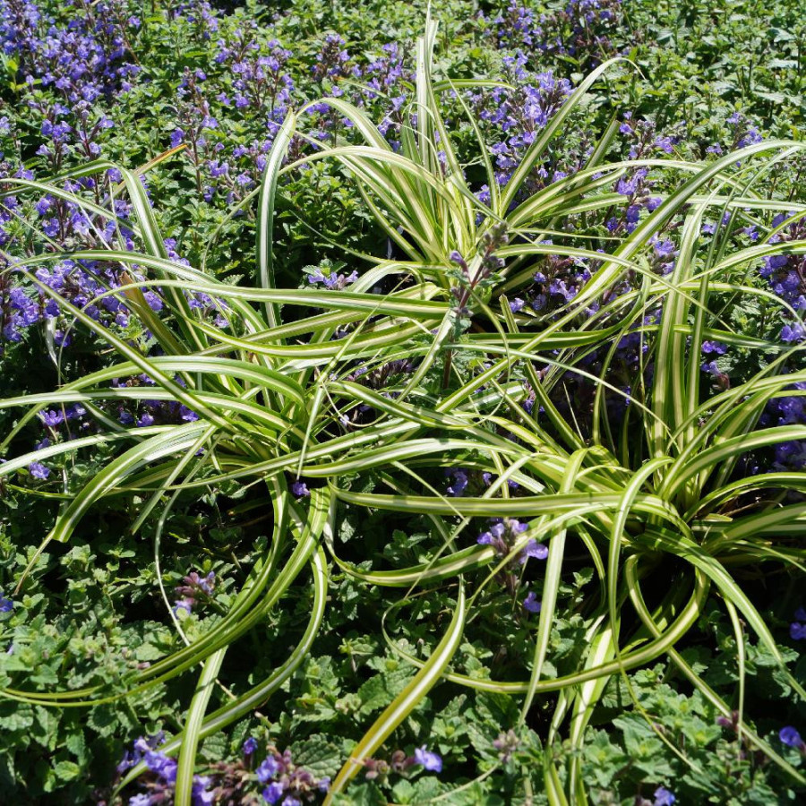 plantes-vivaces-carex-oshimensis-ice-cream-laiche-en-vente-pepiniere-lepage-