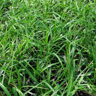 plantes-vivaces-carex-oshimensis-js-greenwell-laiche-en-vente-pepiniere-lepage-
