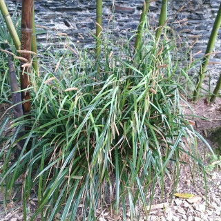 plantes-vivaces-carex-pendula-grande-laiche-en-vente-pepiniere-lepage-