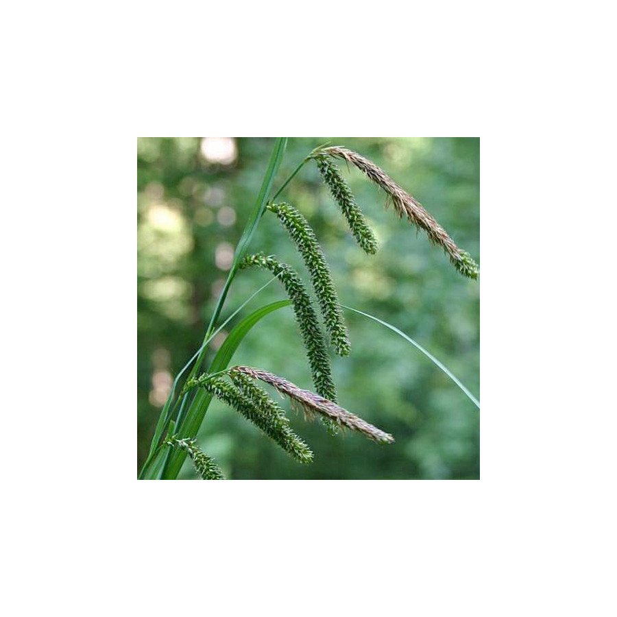 plantes-vivaces-carex-pendula-grande-laiche-en-vente-pepiniere-lepage-