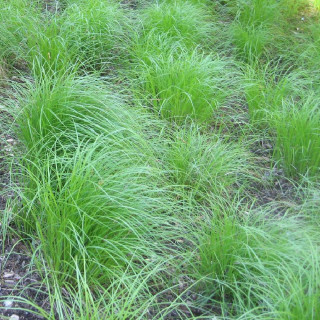 plantes-vivaces-carex-pensylvanica-laiche-de-pennsylvanie-en-vente-pepiniere-lepage-