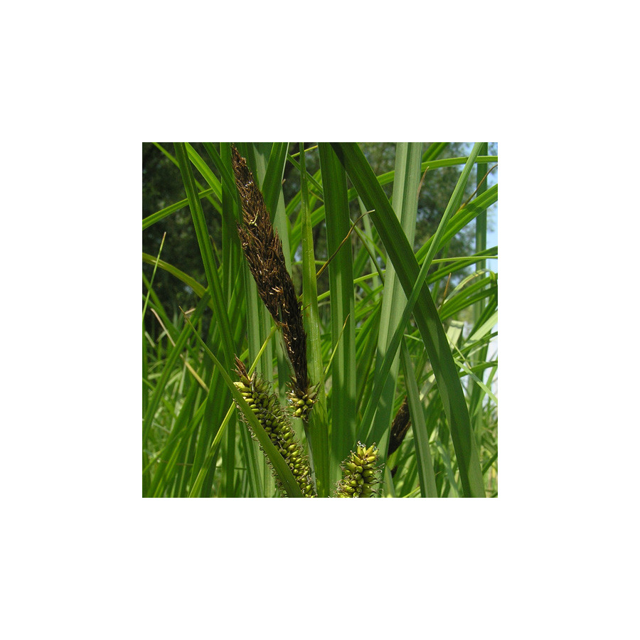 plantes-vivaces-carex-riparia-laiche-des-rives-en-vente-pepiniere-lepage-