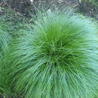 plantes-vivaces-carex-rosea-laiche-en-vente-pepiniere-lepage-