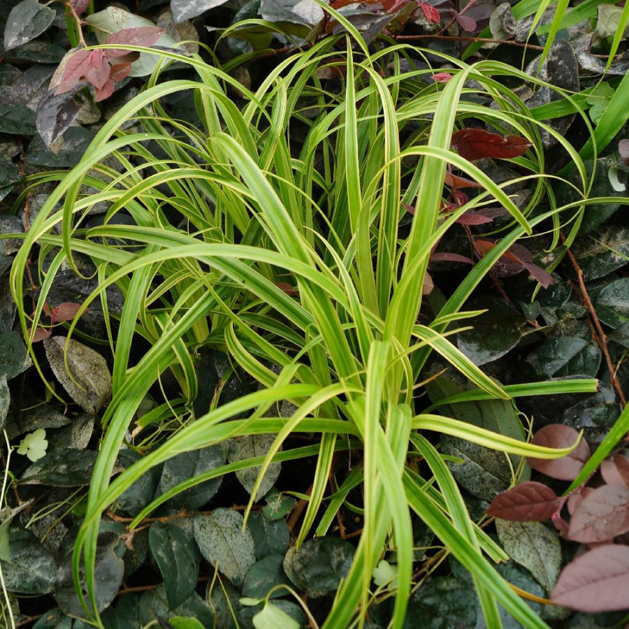 plantes-vivaces-carex-trifida-rekohu-sunrise-R-laiche-en-vente-pepiniere-lepage-