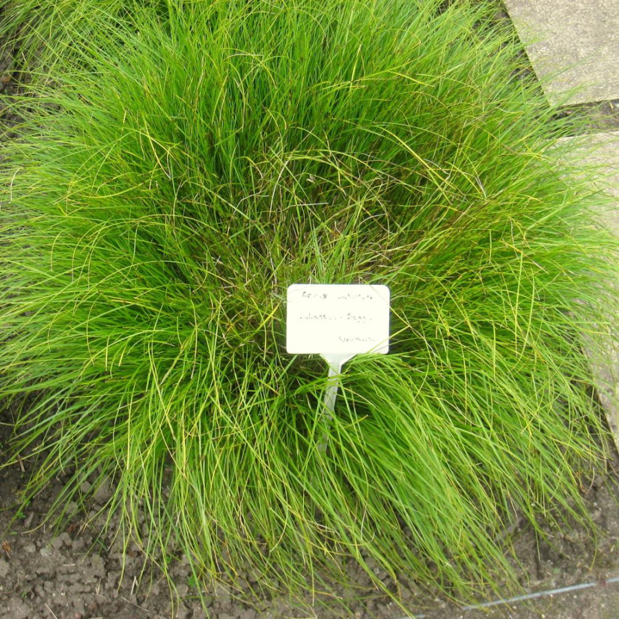 plantes-vivaces-carex-umbrosa-laiche-des-ombrages-en-vente-pepiniere-lepage-