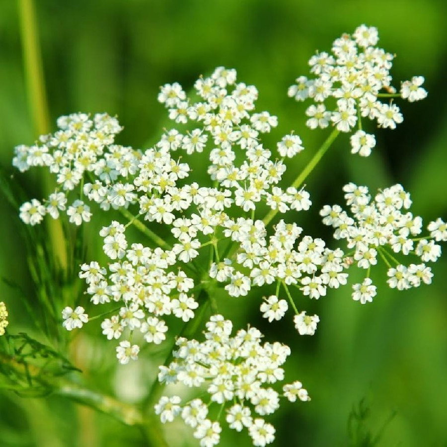 plantes-vivaces-carum-carvi-cumin-cumin-en-vente-anis-des-vosges-en-vente-pepiniere-lepage-