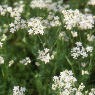 plantes-vivaces-carum-carvi-cumin-cumin-en-vente-anis-des-vosges-en-vente-pepiniere-lepage-