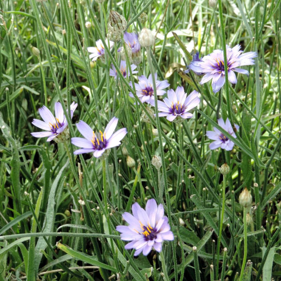 Plantes Vivaces CATANANCHE caerulea - Cupidone bleue en vente - Pépinière Lepage .