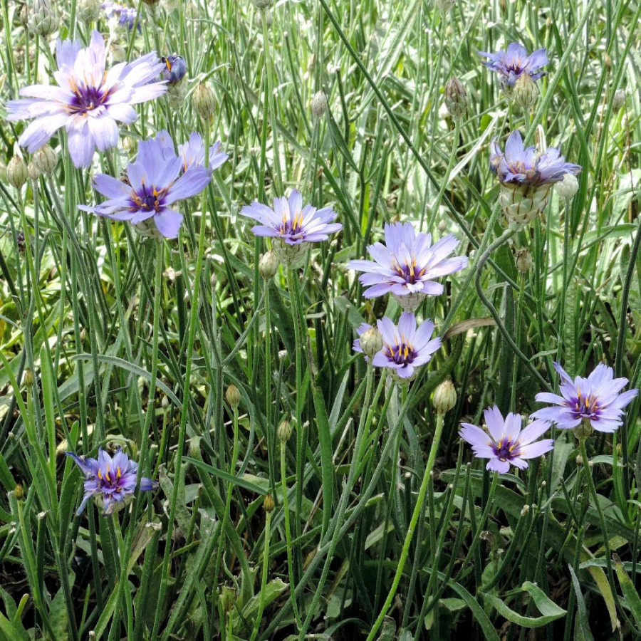 Plantes Vivaces CATANANCHE caerulea - Cupidone bleue en vente - Pépinière Lepage .