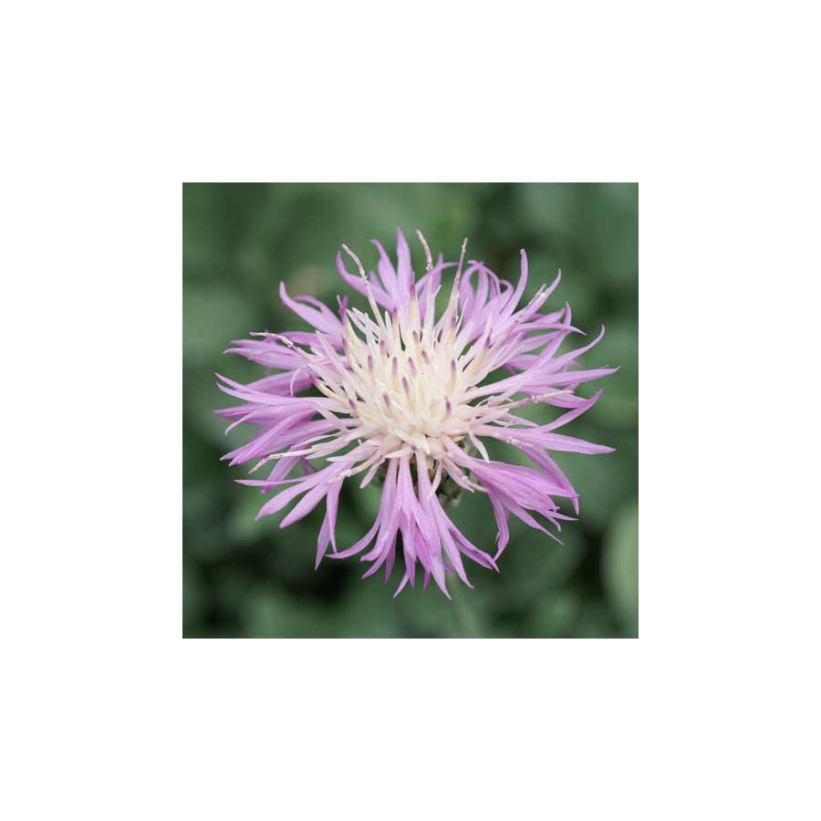 Plantes Vivaces CENTAUREA bella - Centaurée élégante en vente - Pépinière Lepage .
