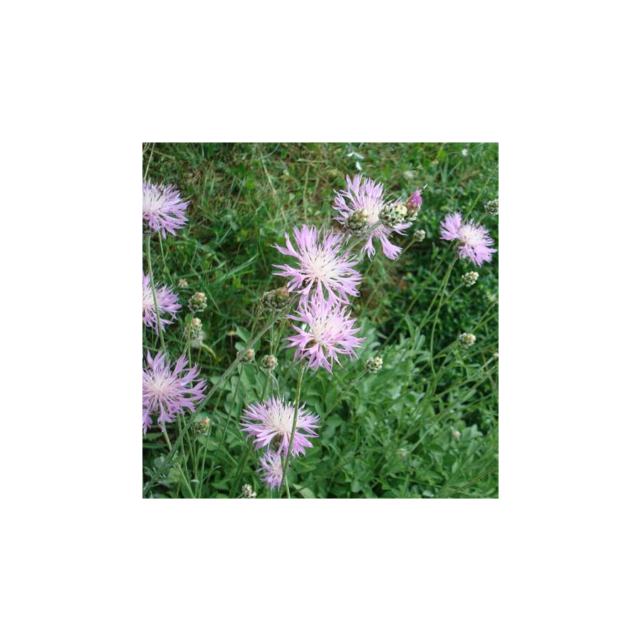 Plantes Vivaces CENTAUREA bella - Centaurée élégante en vente - Pépinière Lepage .