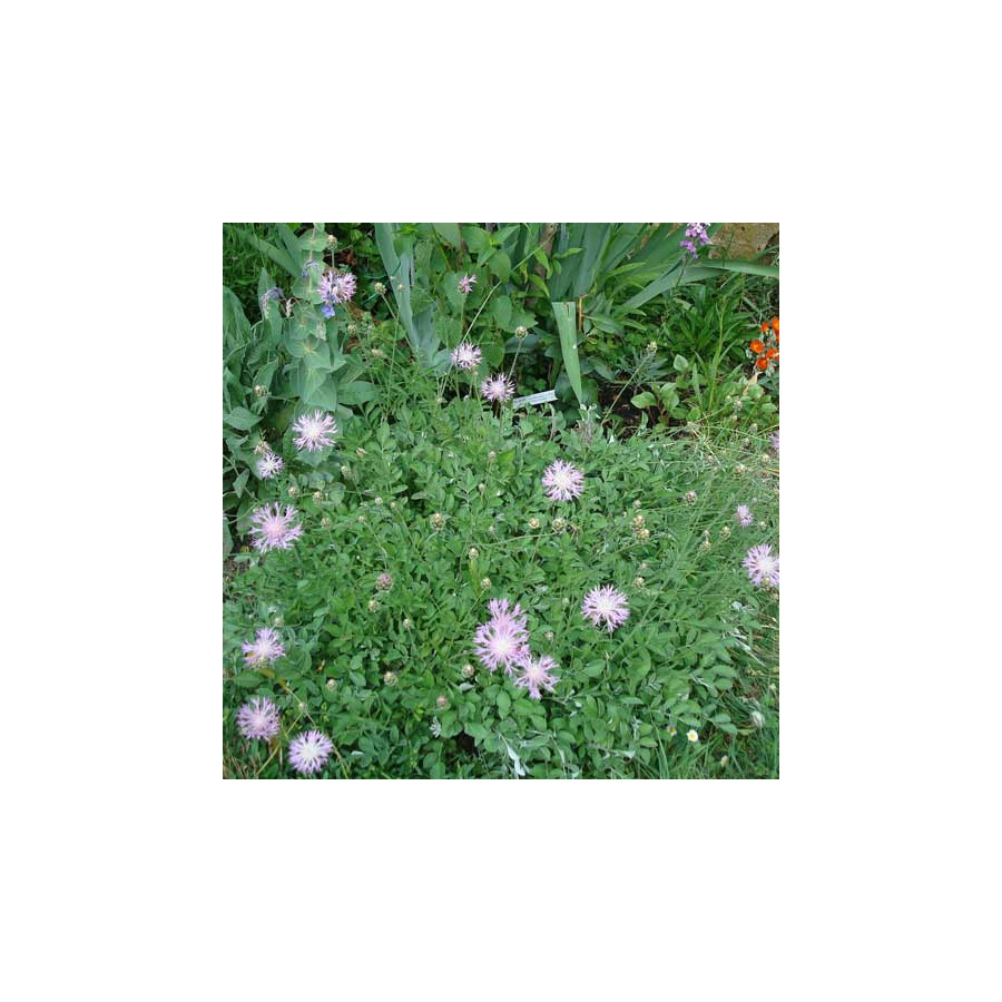 Plantes Vivaces CENTAUREA bella - Centaurée élégante en vente - Pépinière Lepage .