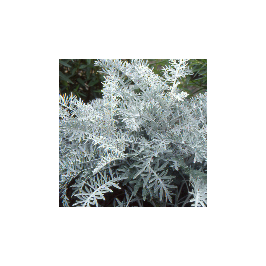 Plantes Vivaces CENTAUREA cineraria - Centaurée en vente - Pépinière Lepage .