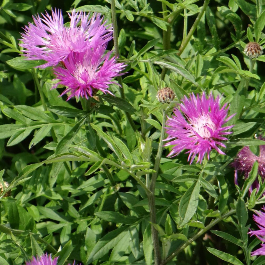 Plantes Vivaces CENTAUREA dealbata - Centaurée de Perse en vente - Pépinière Lepage .