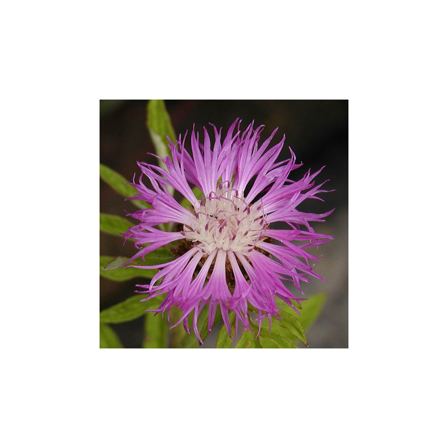 Plantes Vivaces CENTAUREA dealbata - Centaurée de Perse en vente - Pépinière Lepage .