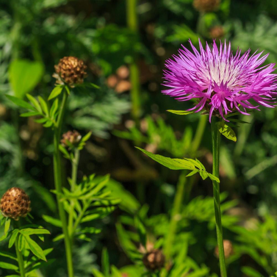 Plantes Vivaces CENTAUREA hypoleuca 'John Coutts' - Centaurée en vente - Pépinière Lepage .