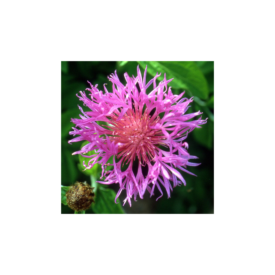 Plantes Vivaces CENTAUREA hypoleuca 'John Coutts' - Centaurée en vente - Pépinière Lepage .