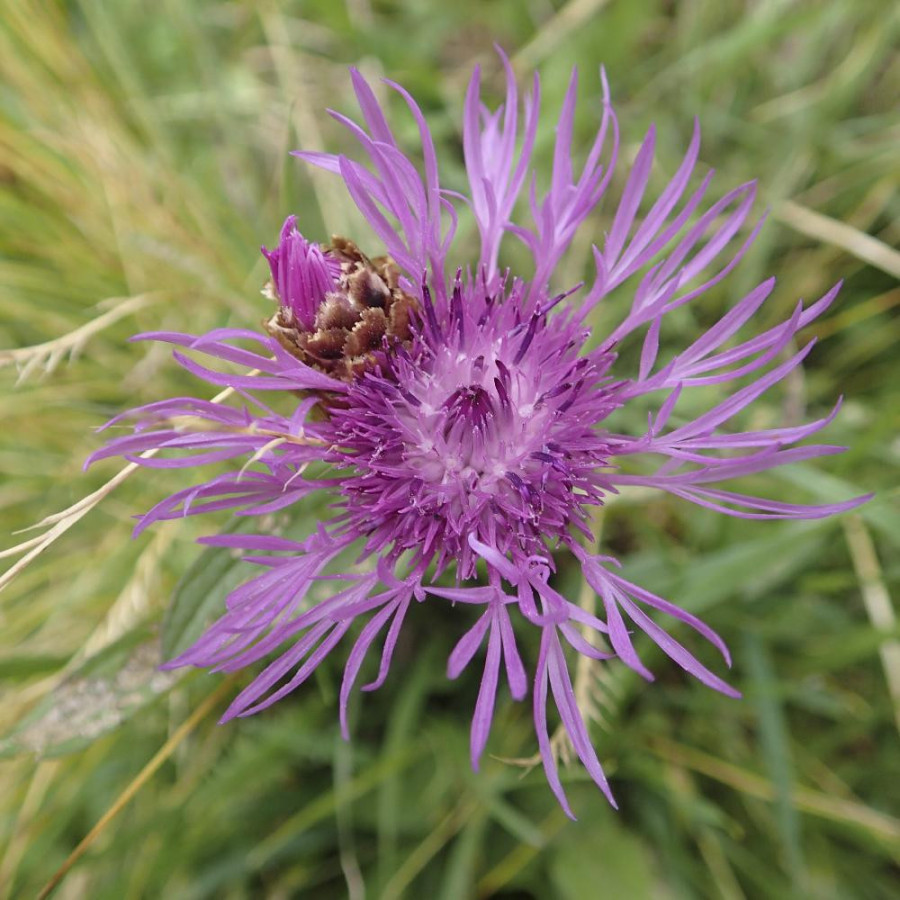 CENTAUREA jacea
