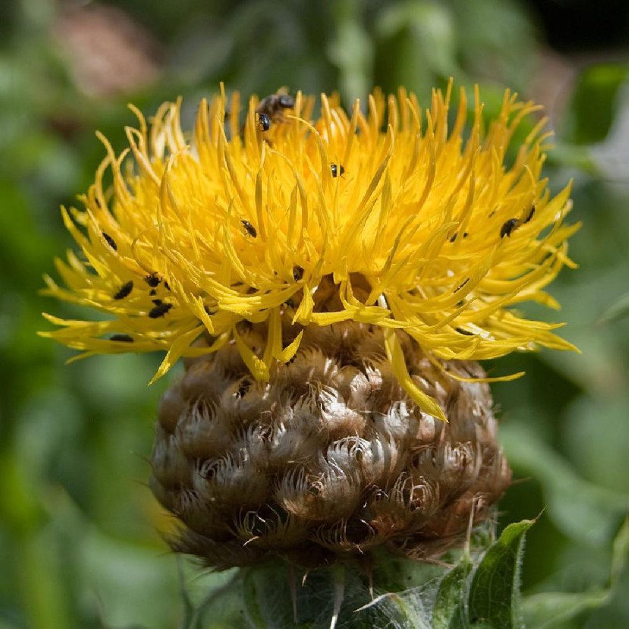 Plantes Vivaces CENTAUREA macrocephala - Centaurée à grosse tête en vente - Pépinière Lepage .