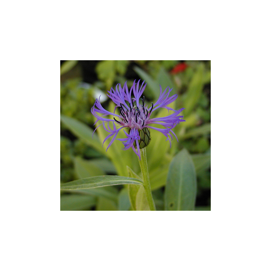 Plantes Vivaces CENTAUREA montana - Bleuet des montagnes en vente - Centaurée en vente - Pépinière Lepage .