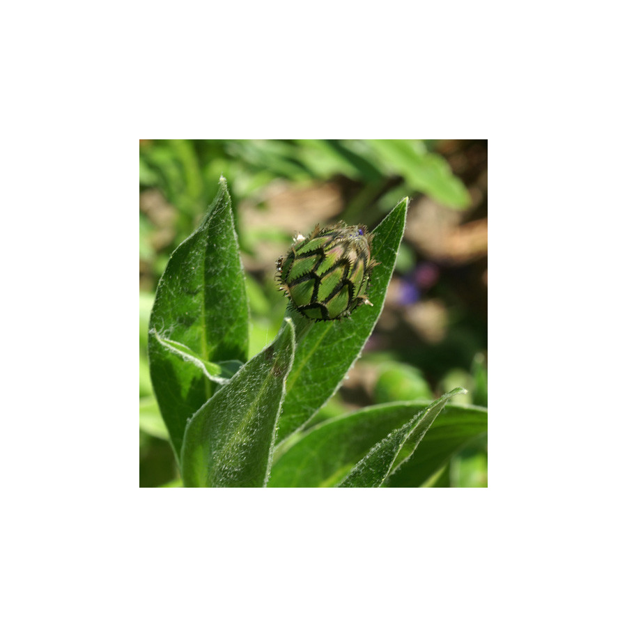 Plantes Vivaces CENTAUREA montana - Bleuet des montagnes en vente - Centaurée en vente - Pépinière Lepage .