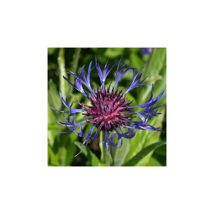 Plantes Vivaces CENTAUREA montana - Bleuet des montagnes en vente - Centaurée en vente - Pépinière Lepage .
