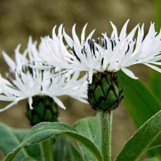 plantes-vivaces-centaurea-montana-alba-bleuet-des-montagnes-en-vente-centauree-en-vente-pepiniere-lepage-