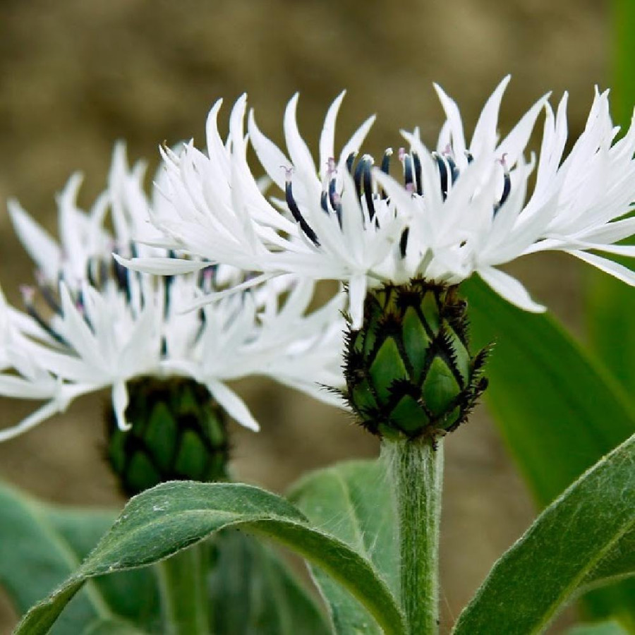 Plantes Vivaces CENTAUREA montana 'Alba' - Bleuet des montagnes en vente - Centaurée en vente - Pépinière Lepage .