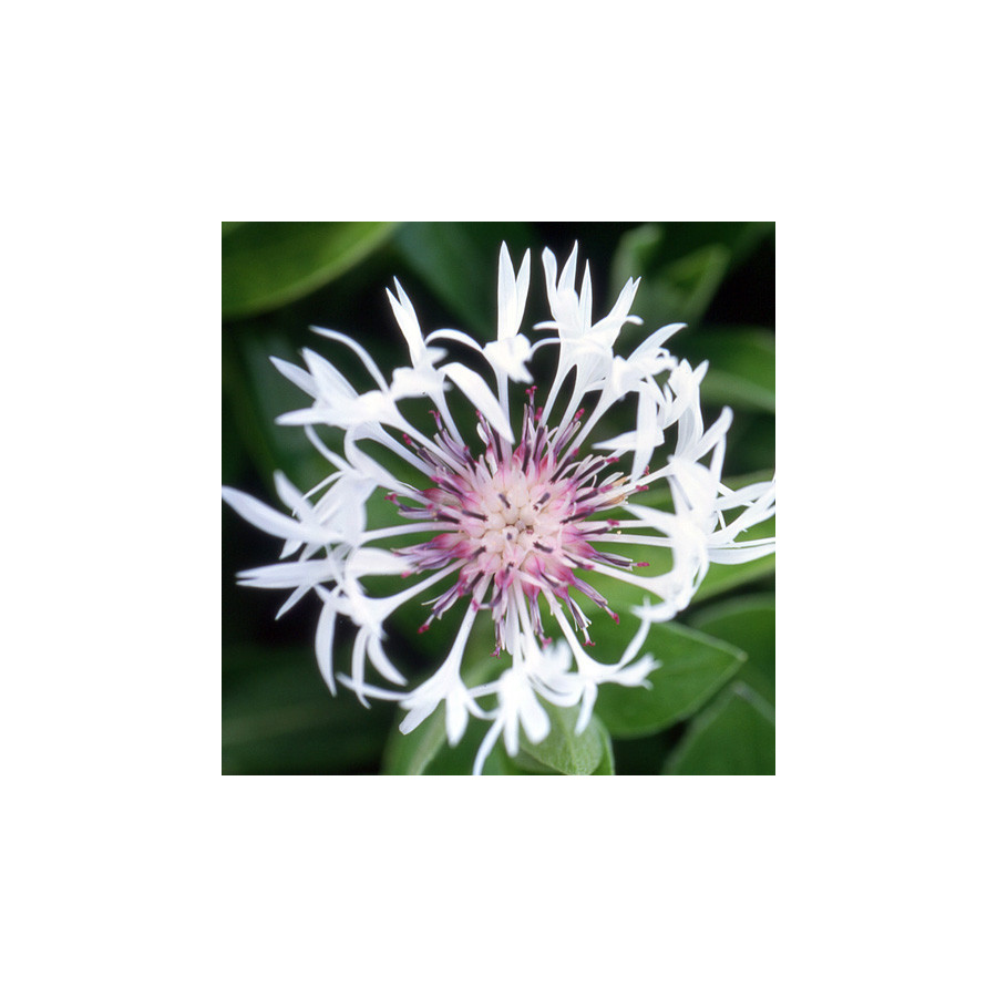 Plantes Vivaces CENTAUREA montana 'Alba' - Bleuet des montagnes en vente - Centaurée en vente - Pépinière Lepage .
