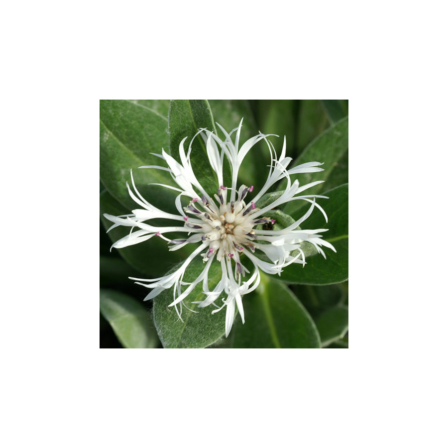Plantes Vivaces CENTAUREA montana 'Alba' - Bleuet des montagnes en vente - Centaurée en vente - Pépinière Lepage .
