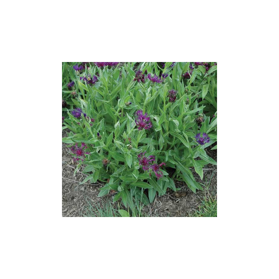plantes-vivaces-centaurea-montana-amethyst-dream-R-bleuet-des-montagnes-en-vente-centauree-en-vente-pepiniere-lepage-
