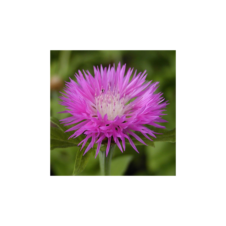Plantes Vivaces CENTAUREA pulcherrima - Centaurée en vente - Pépinière Lepage .