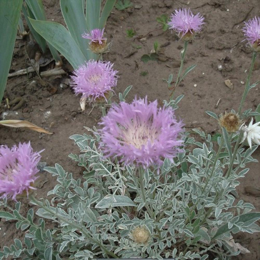 Plantes Vivaces CENTAUREA pulcherrima - Centaurée en vente - Pépinière Lepage .
