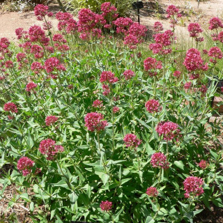 plantes-vivaces-centranthus-ruber-coccineus-valeriane-rouge-en-vente-valeriane-des-jardins-en-vente-pepiniere-lepage-
