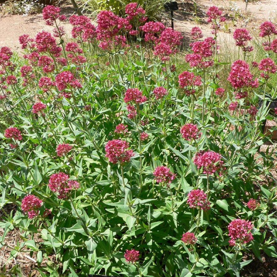 Plantes Vivaces CENTRANTHUS ruber 'Coccineus' - Valériane rouge en vente - Valériane des jardins en vente - Pépinière Lepage .