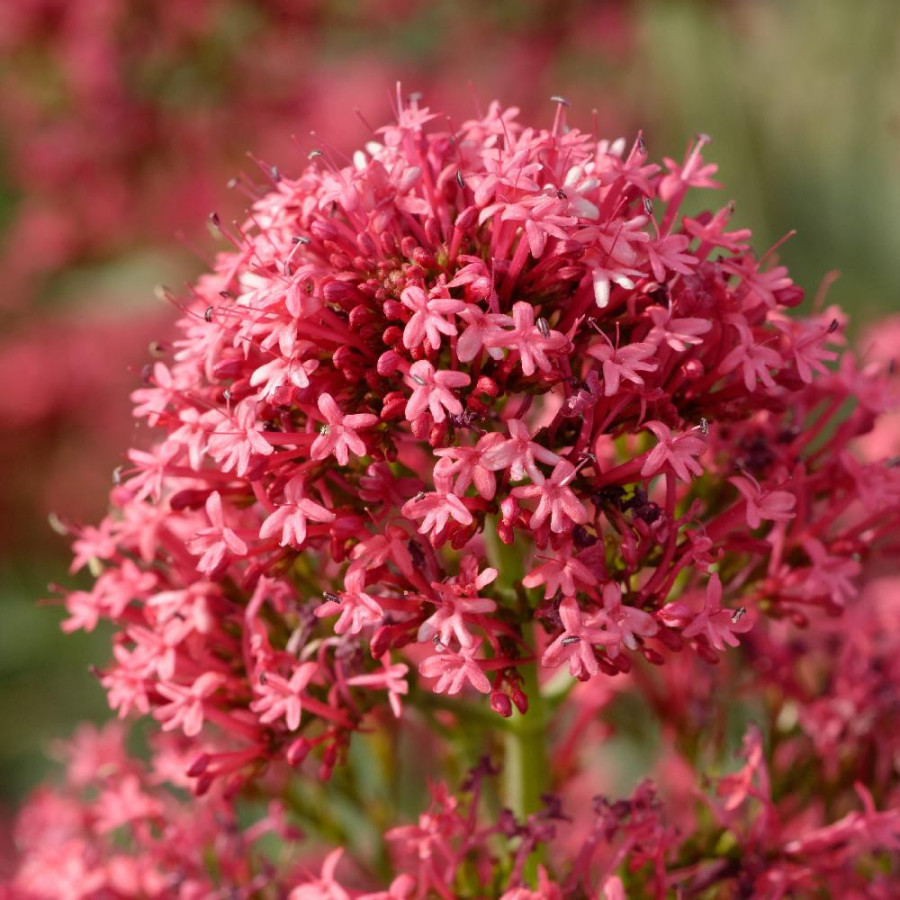Plantes Vivaces CENTRANTHUS ruber 'Coccineus' - Valériane rouge en vente - Valériane des jardins en vente - Pépinière Lepage .
