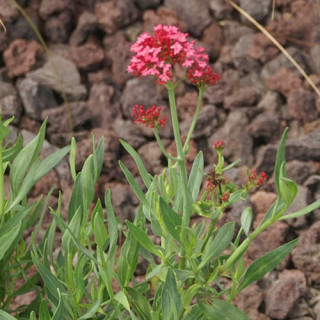 Plantes Vivaces CENTRANTHUS ruber 'Coccineus' - Valériane rouge en vente - Valériane des jardins en vente - Pépinière Lepage .