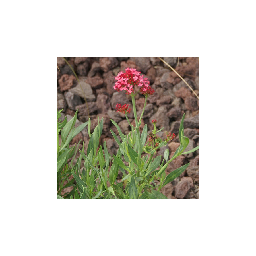Plantes Vivaces CENTRANTHUS ruber 'Coccineus' - Valériane rouge en vente - Valériane des jardins en vente - Pépinière Lepage .