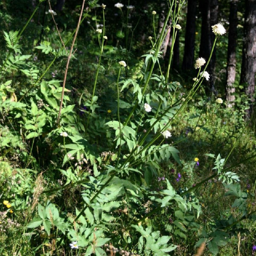 plantes-vivaces-cephalaria-gigantea-scabieuse-geante-en-vente-cephalaire-geante-en-vente-pepiniere-lepage-