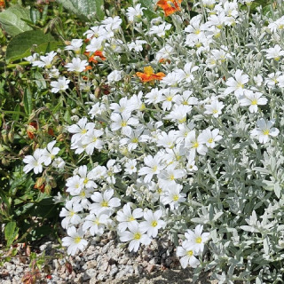 plantes-vivaces-cerastium-tomentosum-var-columnae-oreille-de-souris-en-vente-ceraiste-en-vente-pepiniere-lepage-