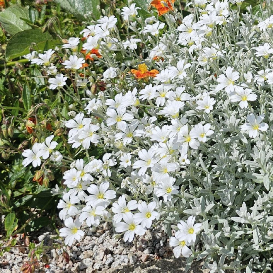 Plantes Vivaces CERASTIUM tomentosum var. columnae - Oreille de souris en vente - Céraiste en vente - Pépinière Lepage .