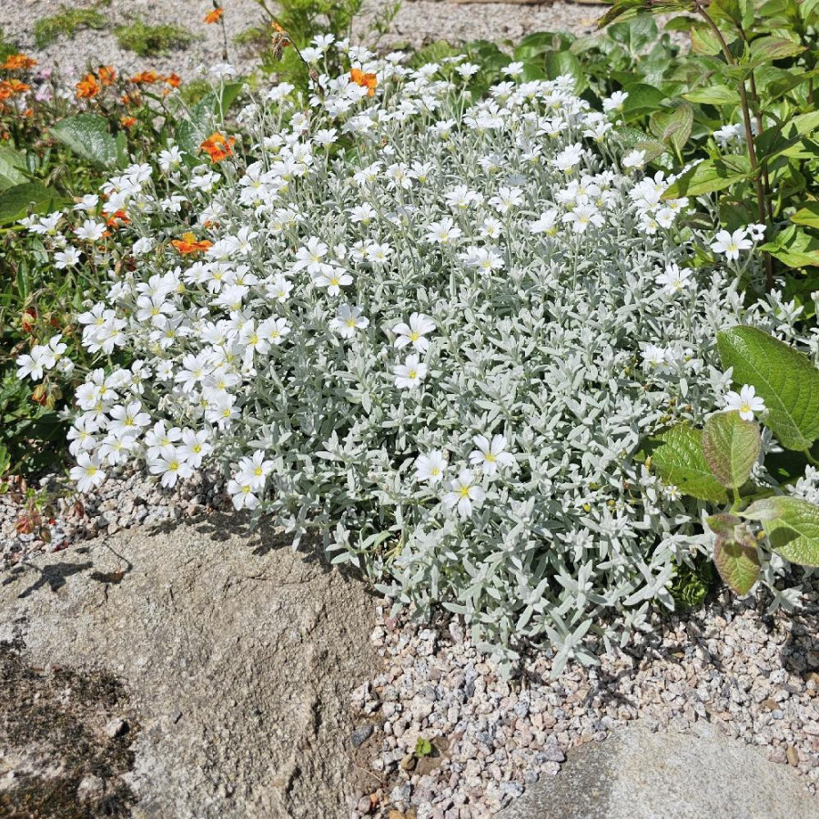 Plantes Vivaces CERASTIUM tomentosum var. columnae - Oreille de souris en vente - Céraiste en vente - Pépinière Lepage .