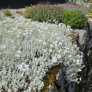Plantes Vivaces CERASTIUM tomentosum var. columnae - Oreille de souris en vente - Céraiste en vente - Pépinière Lepage .