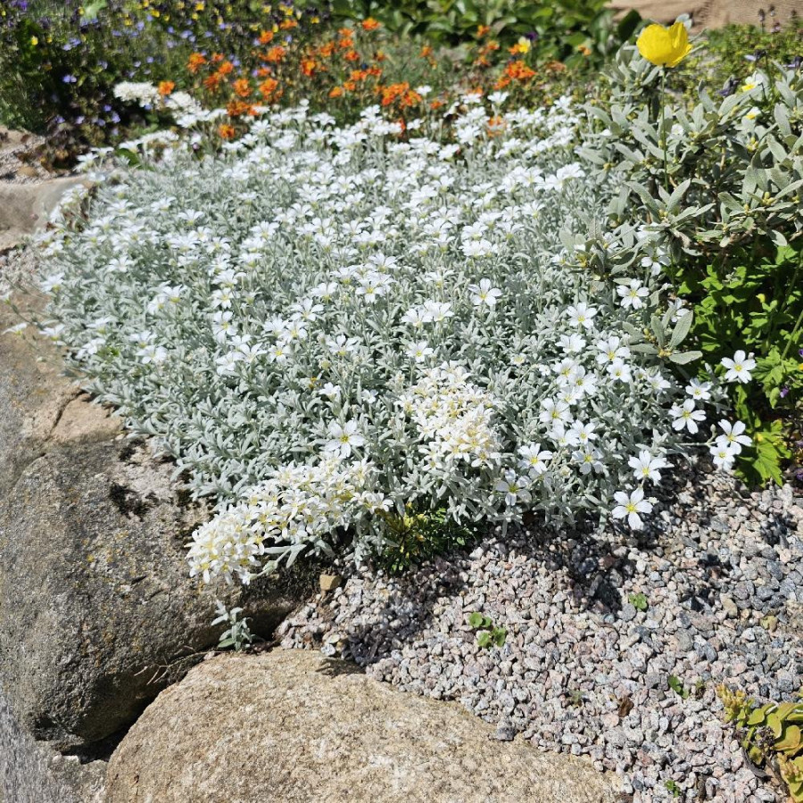 Plantes Vivaces CERASTIUM tomentosum var. columnae - Oreille de souris en vente - Céraiste en vente - Pépinière Lepage .