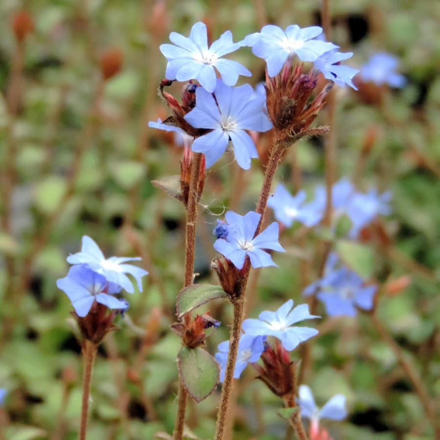 Plantes Vivaces CERATOSTIGMA griffithii - Plumbago en vente - Dentelaire en vente - Pépinière Lepage .