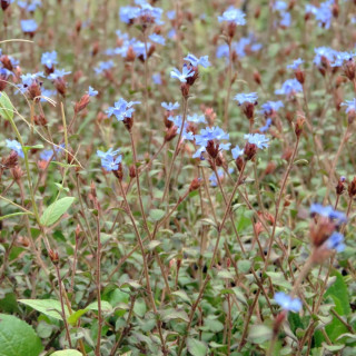 Plantes Vivaces CERATOSTIGMA griffithii - Plumbago en vente - Dentelaire en vente - Pépinière Lepage .