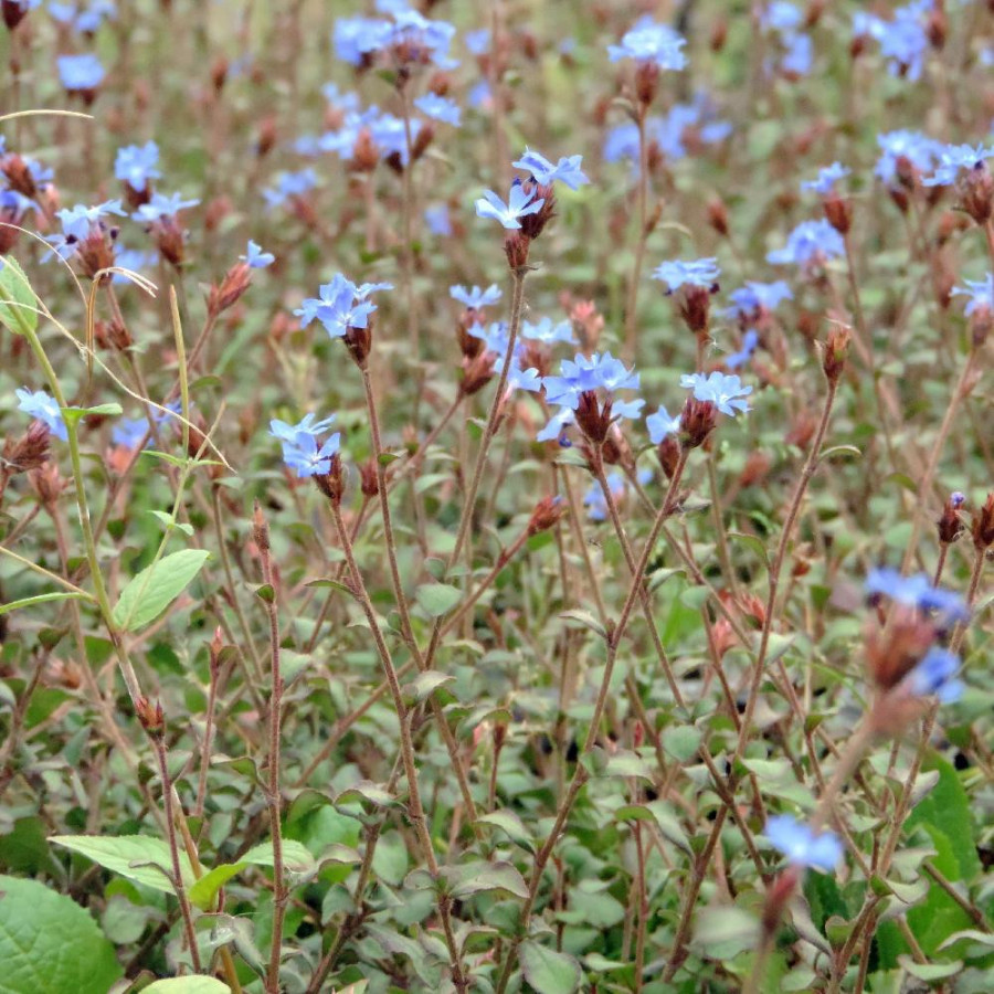 Plantes Vivaces CERATOSTIGMA griffithii - Plumbago en vente - Dentelaire en vente - Pépinière Lepage .