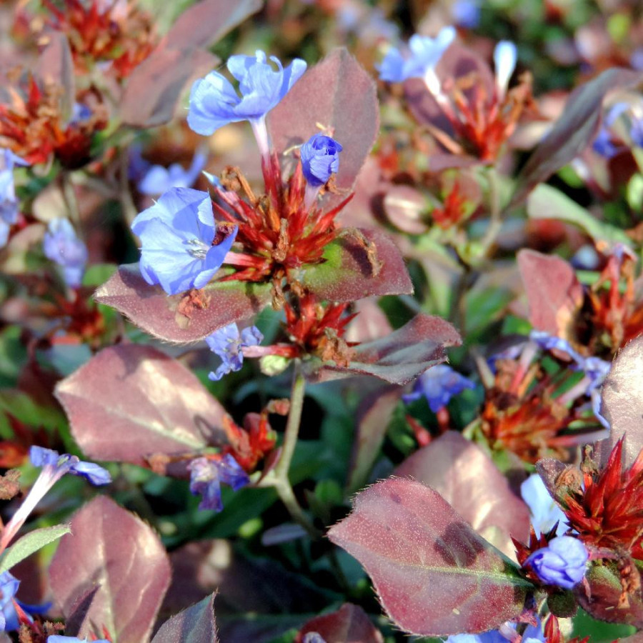 Plantes Vivaces CERATOSTIGMA plumbaginoides - Plumbago en vente - Dentelaire en vente - Pépinière Lepage .