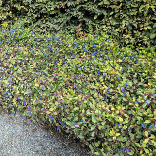 Plantes Vivaces CERATOSTIGMA plumbaginoides - Plumbago en vente - Dentelaire en vente - Pépinière Lepage .